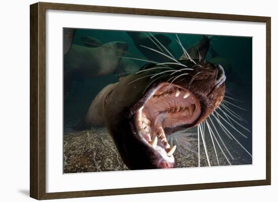 Closeup of Open Steller Sea Lion Mouth, Hornby Island, British Columbia, Canada-null-Framed Photographic Print