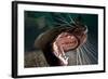 Closeup of Open Steller Sea Lion Mouth, Hornby Island, British Columbia, Canada-null-Framed Photographic Print