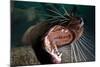 Closeup of Open Steller Sea Lion Mouth, Hornby Island, British Columbia, Canada-null-Mounted Photographic Print