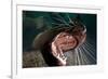 Closeup of Open Steller Sea Lion Mouth, Hornby Island, British Columbia, Canada-null-Framed Photographic Print