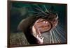 Closeup of Open Steller Sea Lion Mouth, Hornby Island, British Columbia, Canada-null-Framed Photographic Print