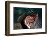 Closeup of Open Steller Sea Lion Mouth, Hornby Island, British Columbia, Canada-null-Framed Photographic Print