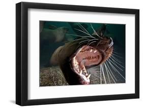 Closeup of Open Steller Sea Lion Mouth, Hornby Island, British Columbia, Canada-null-Framed Photographic Print