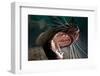 Closeup of Open Steller Sea Lion Mouth, Hornby Island, British Columbia, Canada-null-Framed Photographic Print