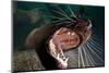 Closeup of Open Steller Sea Lion Mouth, Hornby Island, British Columbia, Canada-null-Mounted Photographic Print