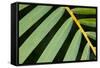 Closeup of Palm Leaves-Darrell Gulin-Framed Stretched Canvas