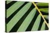 Closeup of Palm Leaves-Darrell Gulin-Stretched Canvas