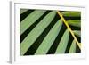 Closeup of Palm Leaves-Darrell Gulin-Framed Photographic Print