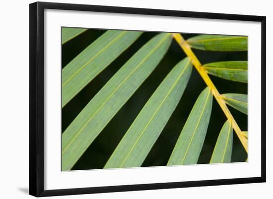 Closeup of Palm Leaves-Darrell Gulin-Framed Photographic Print