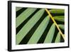 Closeup of Palm Leaves-Darrell Gulin-Framed Photographic Print