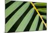 Closeup of Palm Leaves-Darrell Gulin-Mounted Photographic Print