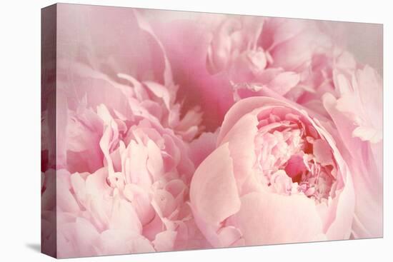 Closeup of Peony Flowers-Sandralise-Stretched Canvas