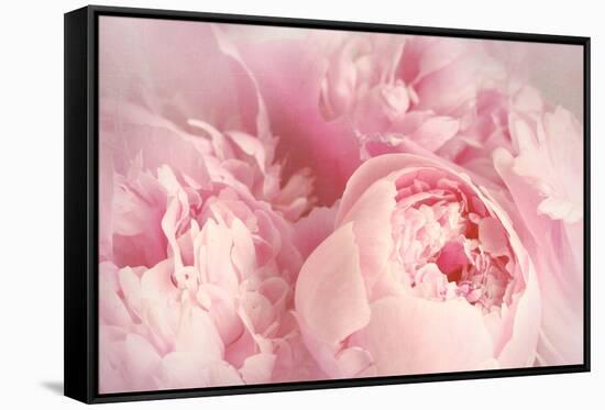 Closeup of Peony Flowers-Sandralise-Framed Stretched Canvas