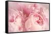 Closeup of Peony Flowers-Sandralise-Framed Stretched Canvas