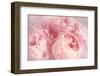 Closeup of Peony Flowers-Sandralise-Framed Premium Photographic Print