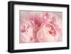 Closeup of Peony Flowers-Sandralise-Framed Premium Photographic Print