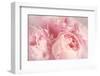 Closeup of Peony Flowers-Sandralise-Framed Premium Photographic Print