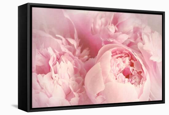 Closeup of Peony Flowers-Sandralise-Framed Stretched Canvas