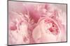 Closeup of Peony Flowers-Sandralise-Mounted Photographic Print