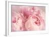 Closeup of Peony Flowers-Sandralise-Framed Photographic Print