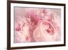 Closeup of Peony Flowers-Sandralise-Framed Photographic Print