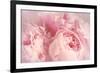 Closeup of Peony Flowers-Sandralise-Framed Photographic Print