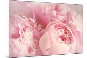 Closeup of Peony Flowers-Sandralise-Mounted Photographic Print