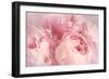 Closeup of Peony Flowers-Sandralise-Framed Photographic Print