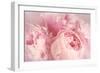 Closeup of Peony Flowers-Sandralise-Framed Photographic Print