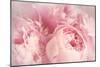 Closeup of Peony Flowers-Sandralise-Mounted Photographic Print