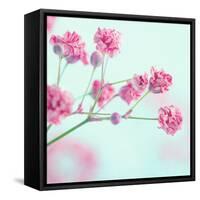 Closeup of Pink Baby's Breath Flowers-Anna-Mari West-Framed Stretched Canvas