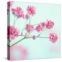 Closeup of Pink Baby's Breath Flowers-Anna-Mari West-Stretched Canvas