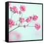 Closeup of Pink Baby's Breath Flowers-Anna-Mari West-Framed Stretched Canvas