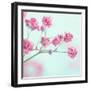 Closeup of Pink Baby's Breath Flowers-Anna-Mari West-Framed Premium Photographic Print