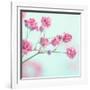 Closeup of Pink Baby's Breath Flowers-Anna-Mari West-Framed Photographic Print