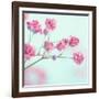 Closeup of Pink Baby's Breath Flowers-Anna-Mari West-Framed Photographic Print