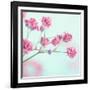 Closeup of Pink Baby's Breath Flowers-Anna-Mari West-Framed Photographic Print