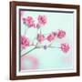 Closeup of Pink Baby's Breath Flowers-Anna-Mari West-Framed Photographic Print