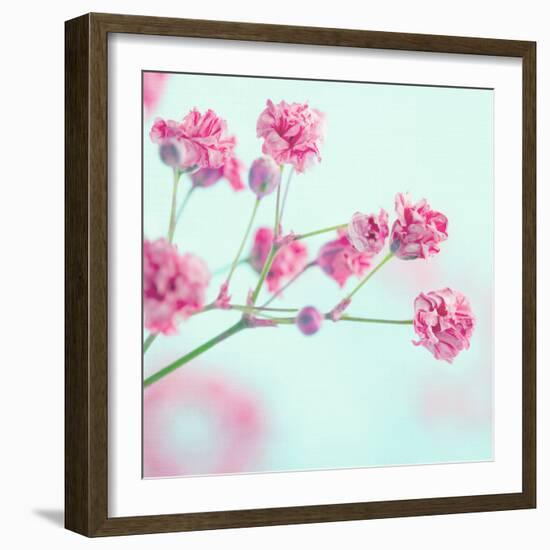 Closeup of Pink Baby's Breath Flowers-Anna-Mari West-Framed Photographic Print