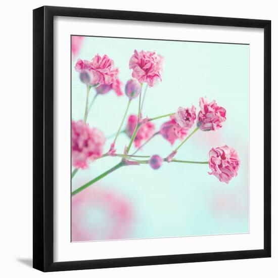 Closeup of Pink Baby's Breath Flowers-Anna-Mari West-Framed Photographic Print