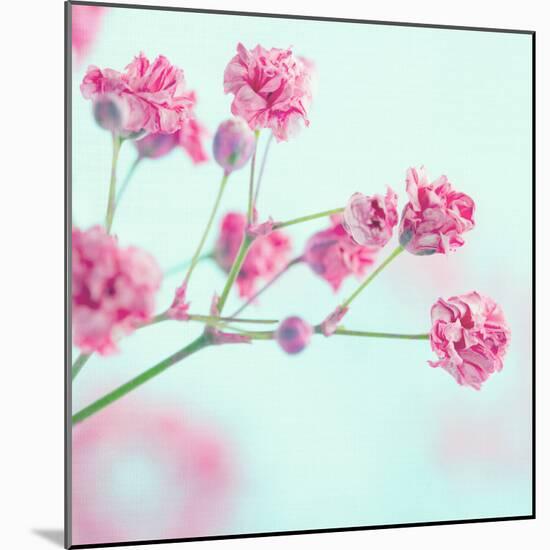 Closeup of Pink Baby's Breath Flowers-Anna-Mari West-Mounted Photographic Print