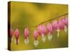 Closeup of pink bleeding hearts, Arlington, Virginia, USA-Corey Hilz-Stretched Canvas