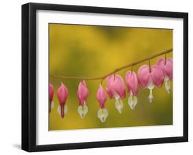 Closeup of pink bleeding hearts, Arlington, Virginia, USA-Corey Hilz-Framed Photographic Print