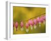 Closeup of pink bleeding hearts, Arlington, Virginia, USA-Corey Hilz-Framed Photographic Print