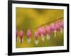 Closeup of pink bleeding hearts, Arlington, Virginia, USA-Corey Hilz-Framed Photographic Print