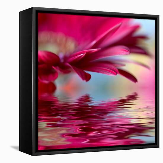 Closeup Of Pink Daisy-Gerbera With Soft Focus Reflected In The Water-silver-john-Framed Stretched Canvas