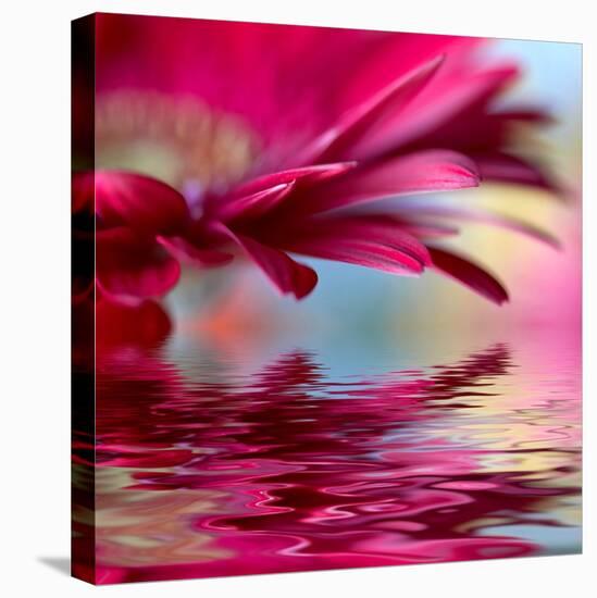 Closeup Of Pink Daisy-Gerbera With Soft Focus Reflected In The Water-silver-john-Stretched Canvas