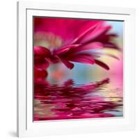 Closeup Of Pink Daisy-Gerbera With Soft Focus Reflected In The Water-silver-john-Framed Art Print