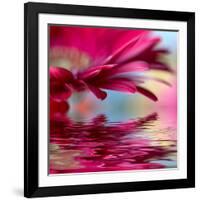 Closeup Of Pink Daisy-Gerbera With Soft Focus Reflected In The Water-silver-john-Framed Art Print