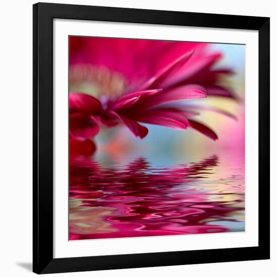 Closeup Of Pink Daisy-Gerbera With Soft Focus Reflected In The Water-silver-john-Framed Art Print